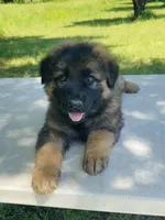 Long coat sable READY TO GO, a male German Shepherd Dog for sale in Muldrow, OK – 1 of 7