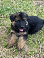 Long coat black/red  READY TO GO, a female German Shepherd Dog for sale in Muldrow, OK – 1 of 8