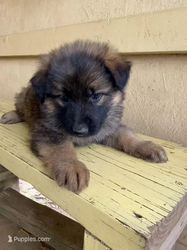 Long coat sable  – German Shepherd Dog puppy for sale in Muldrow, OK
