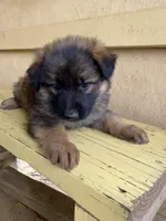 Long coat sable READY TO GO, a female German Shepherd Dog for sale in Muldrow, OK – 3 of 6