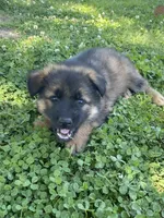 Long coat sable READY TO GO, a female German Shepherd Dog for sale in Muldrow, OK – 1 of 6