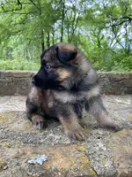 Long coat sable , a female German Shepherd Dog for sale in Muldrow, OK – Photo 2 of 3