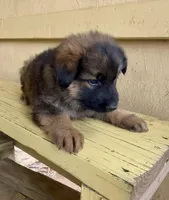 Long coat sable READY TO GO, a female German Shepherd Dog for sale in Muldrow, OK – 2 of 6