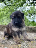 Long coat sable , a female German Shepherd Dog for sale in Muldrow, OK – Photo 1 of 3