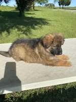 Long coat  READY TO GO, a female German Shepherd Dog for sale in Muldrow, OK – 2 of 7