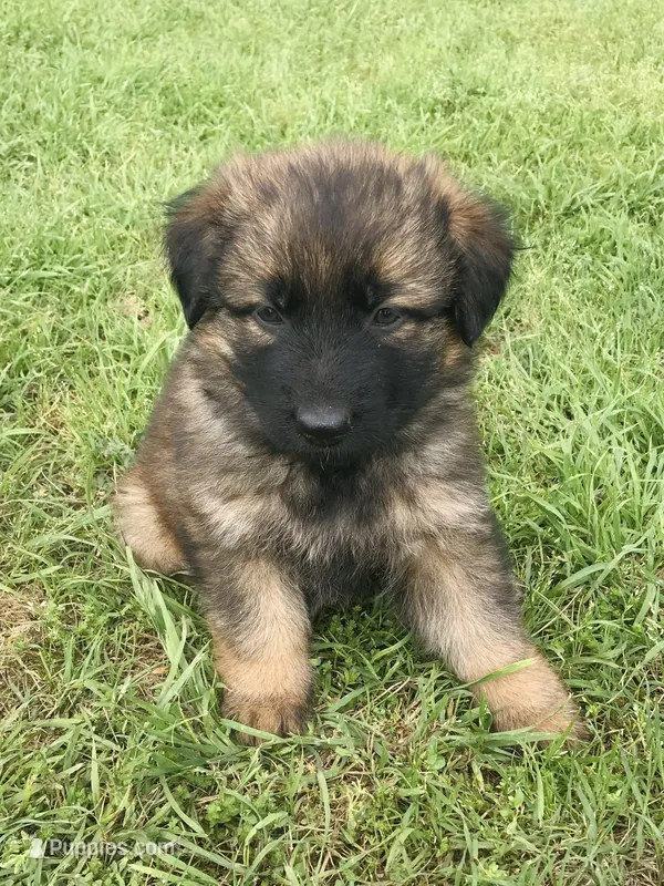 Long coat sable  – German Shepherd Dog puppy for sale in Muldrow, OK