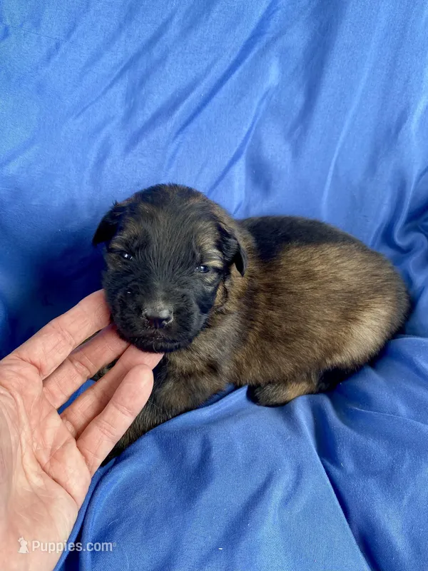 Long coat sable  – German Shepherd Dog puppy for sale in Muldrow, OK