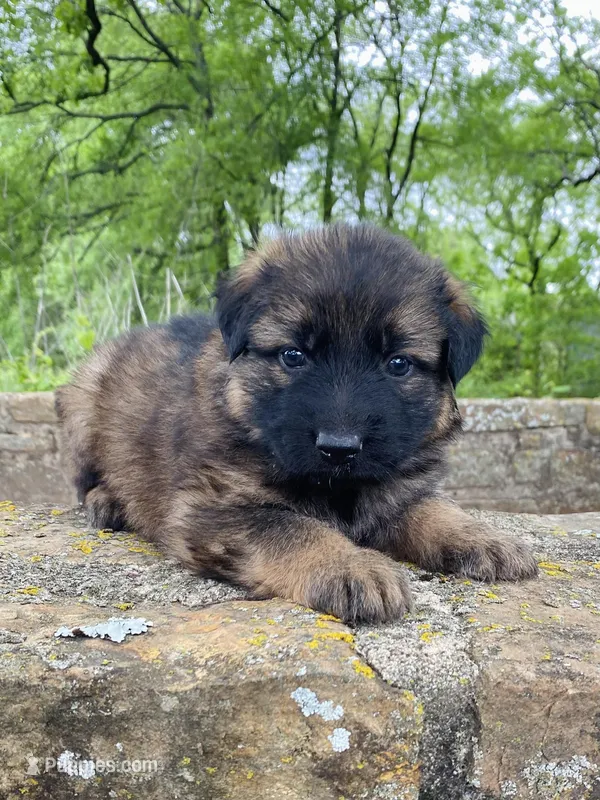 Long coat sable  – German Shepherd Dog puppy for sale in Muldrow, OK