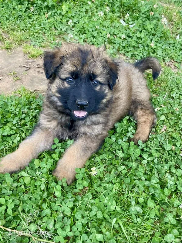 Long coat sable  – German Shepherd Dog puppy on hold in Muldrow, OK