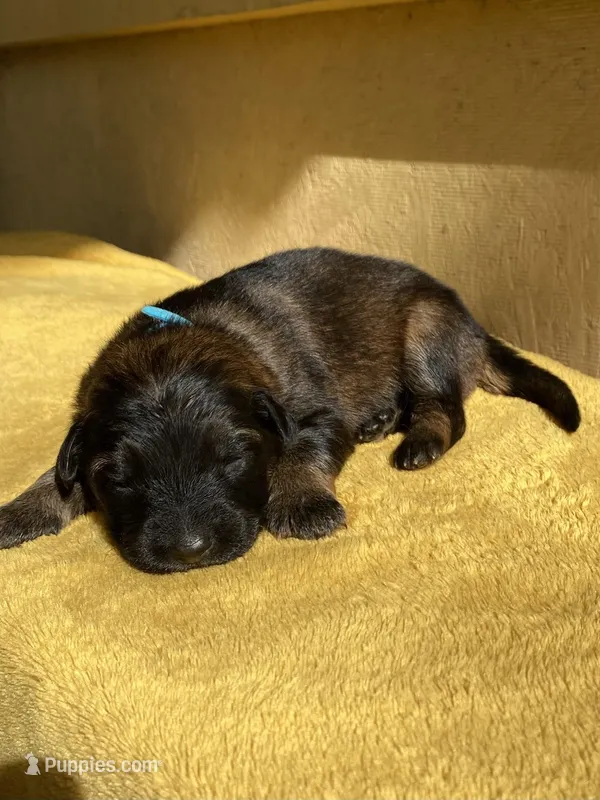 Long coat sable  – German Shepherd Dog puppy for sale in Muldrow, OK
