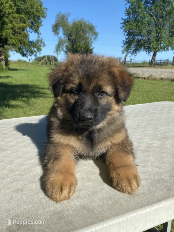 Long coat – German Shepherd Dog puppy for sale in Muldrow, OK
