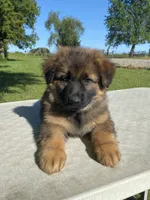 Long coat  READY TO GO, a female German Shepherd Dog for sale in Muldrow, OK – 1 of 7
