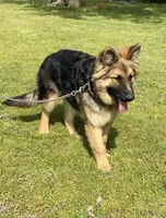 Mickey, a male German Shepherd Dog for sale in Muldrow, OK – Photo 2 of 3