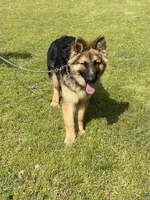 Mickey, a male German Shepherd Dog for sale in Muldrow, OK – Photo 3 of 3