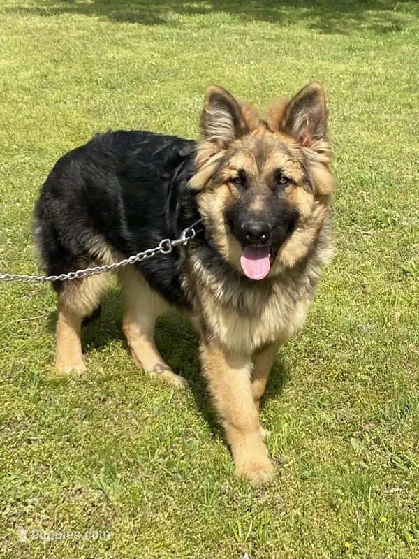 Mickey, a male German Shepherd Dog for sale in Muldrow, OK – Photo 1 of 3