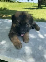 Long coat sable READY TO GO, a male German Shepherd Dog for sale in Muldrow, OK – 3 of 7