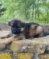 Long coat sable READY TO GO, a female German Shepherd Dog for sale in Muldrow, OK – 5 of 7