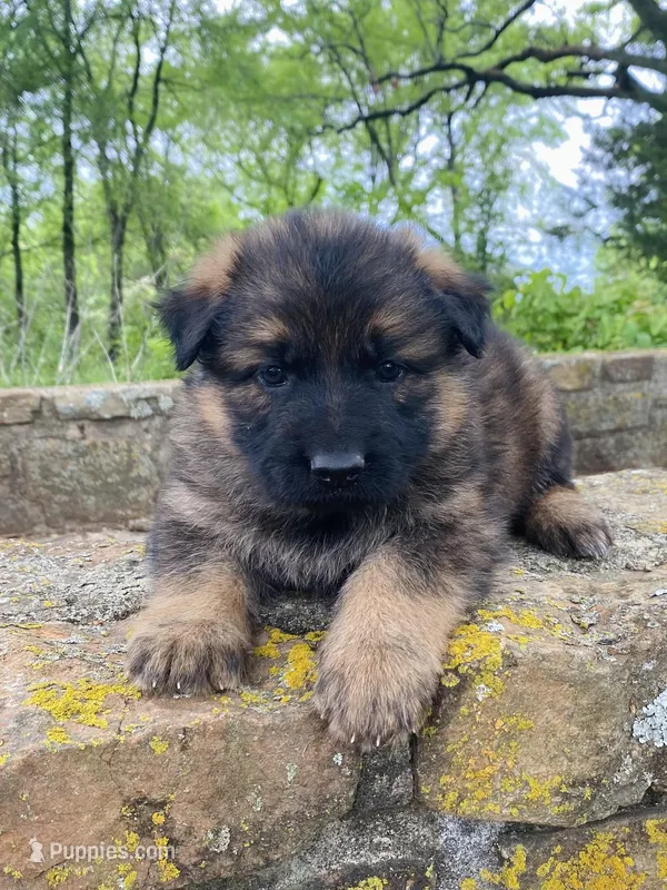 Long coat sable – German Shepherd Dog puppy for sale in Muldrow, OK