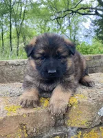 Long coat sable READY TO GO, a female German Shepherd Dog for sale in Muldrow, OK – 4 of 7