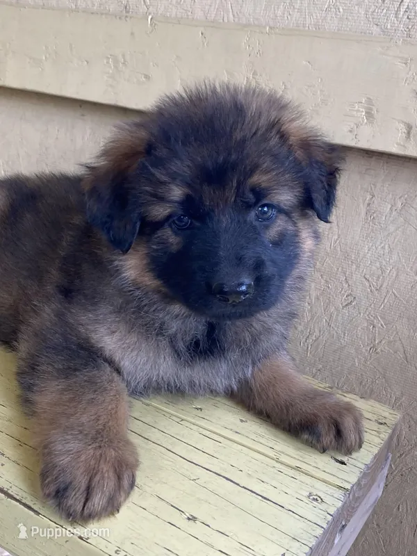 Long coat sable – German Shepherd Dog puppy for sale in Muldrow, OK