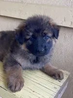 Long coat sable READY TO GO, a female German Shepherd Dog for sale in Muldrow, OK – 2 of 7
