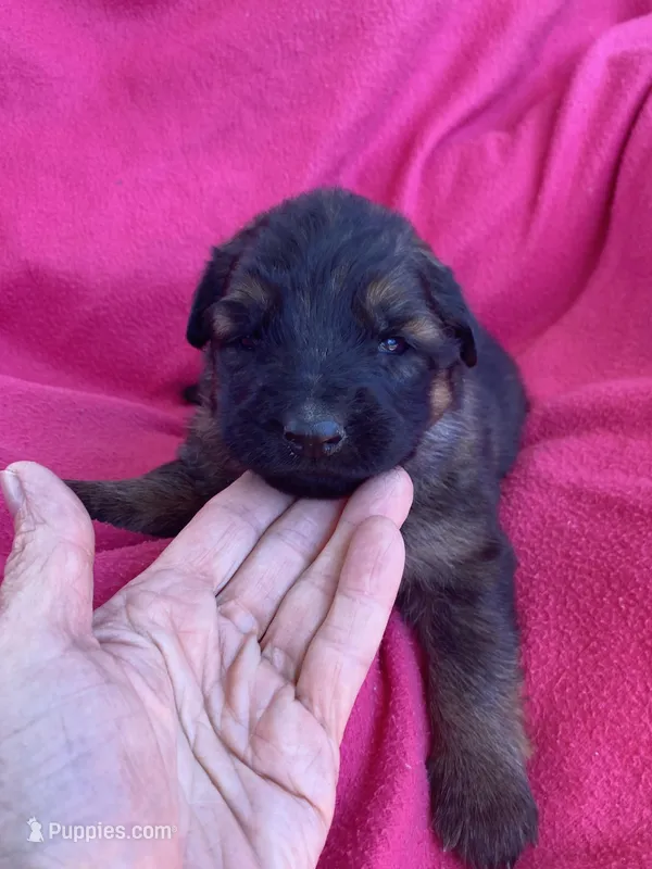 Long coat sable – German Shepherd Dog puppy for sale in Muldrow, OK