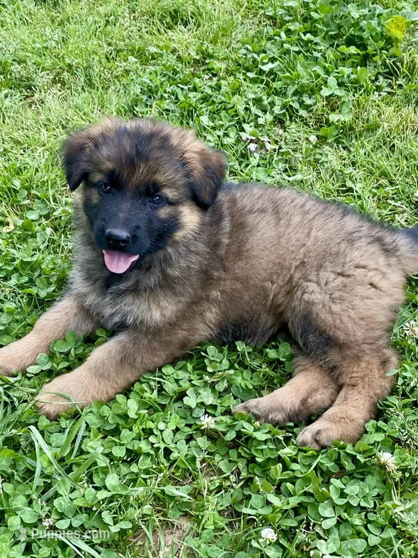 Long coat sable – German Shepherd Dog puppy for sale in Muldrow, OK