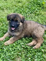 Long coat sable READY TO GO, a female German Shepherd Dog for sale in Muldrow, OK – 1 of 7