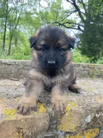 Long coat sable READY TO GO, a female German Shepherd Dog for sale in Muldrow, OK – 6 of 7