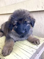 Long coat sable READY TO GO, a female German Shepherd Dog for sale in Muldrow, OK – 3 of 7