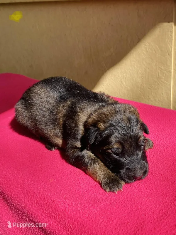 Long coat sable – German Shepherd Dog puppy for sale in Muldrow, OK