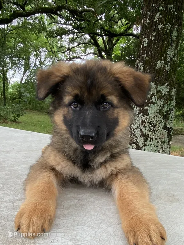 Long coat sable READY TO GO – German Shepherd Dog puppy for sale in Muldrow, OK