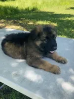 Long coat sable READY TO GO, a male German Shepherd Dog for sale in Muldrow, OK – 2 of 7