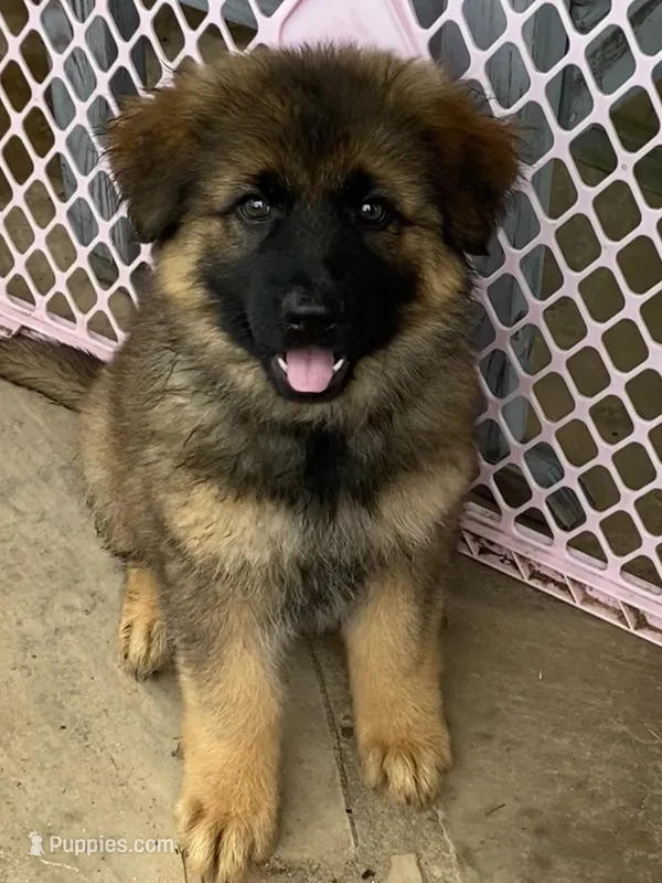 Long coat  READY TO GO – German Shepherd Dog puppy for sale in Muldrow, OK