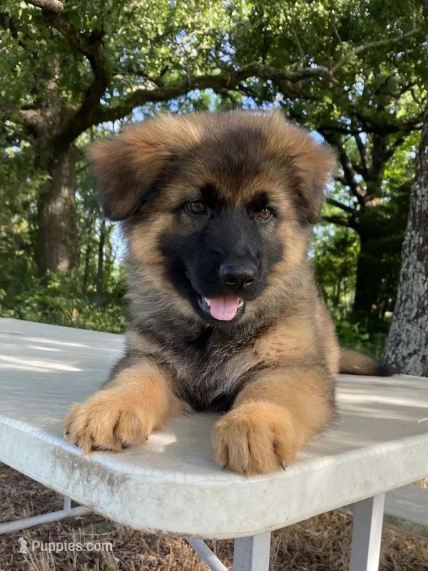 Long coat  READY TO GO – German Shepherd Dog puppy for sale in Muldrow, OK