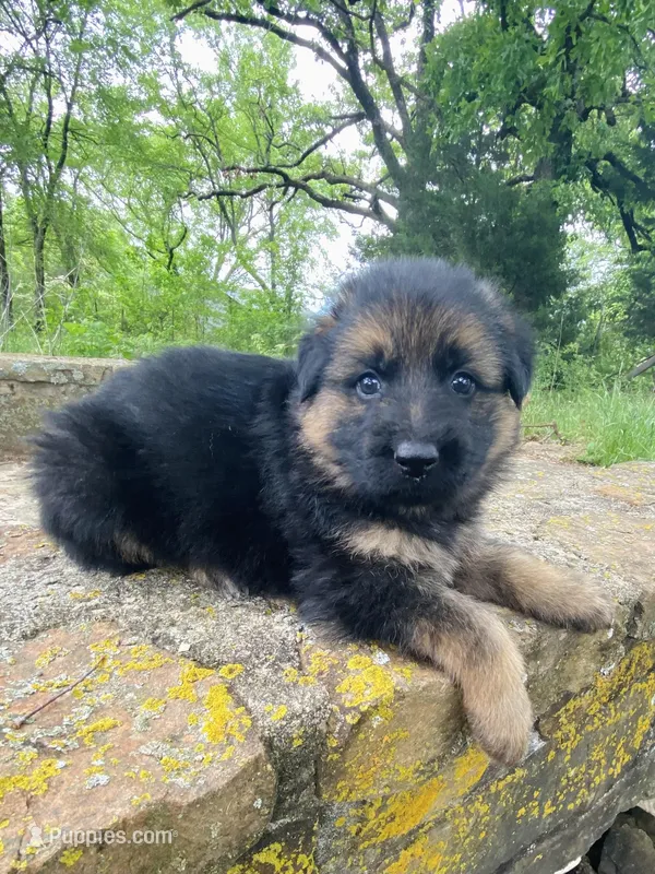 Long coat Black/red – German Shepherd Dog puppy on hold in Muldrow, OK