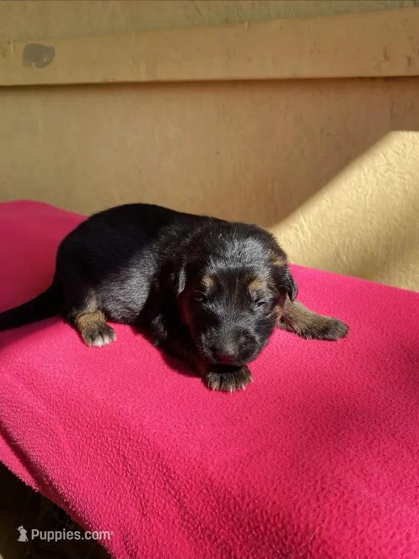 Long coat Black/red – German Shepherd Dog puppy for sale in Muldrow, OK