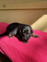 Long coat Black/red, a female German Shepherd Dog for sale in Muldrow, OK – Photo 1 of 2