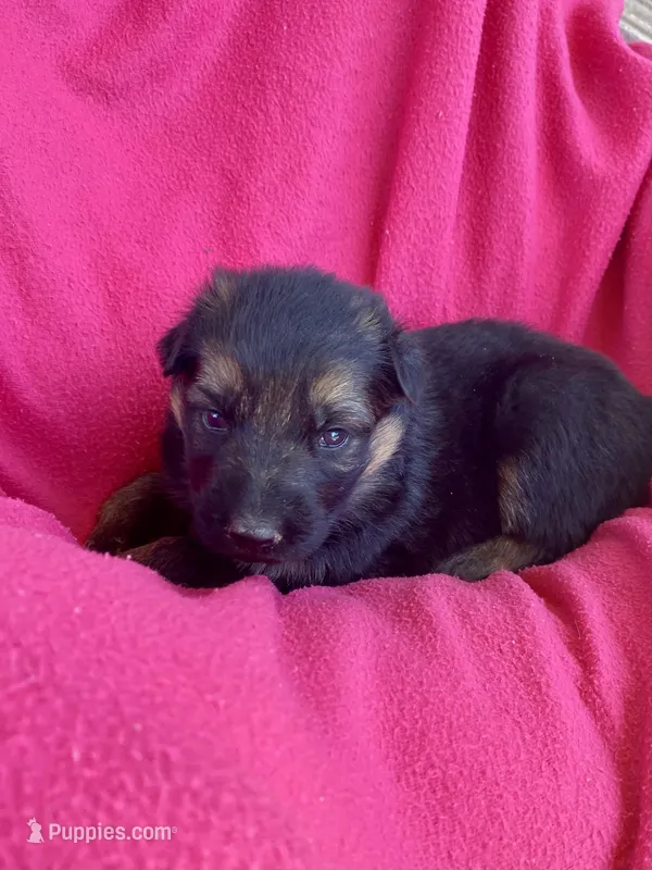 Long coat Black/red – German Shepherd Dog puppy for sale in Muldrow, OK