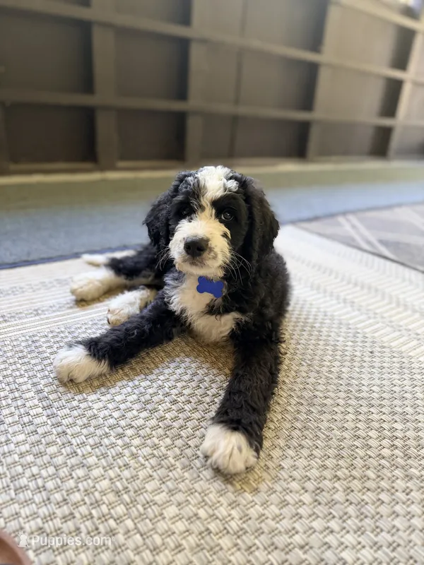Blue boy  – Miniature Bernedoodle puppy for sale in Seymour, IN