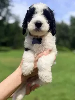 Black tag boy, a male Miniature Bernedoodle for sale in Seymour, IN – 3 of 8