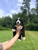 Yellow boy, a male Miniature Bernedoodle for sale in Seymour, IN – 5 of 7