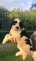 Black tag boy, a male Miniature Bernedoodle for sale in Seymour, IN – 5 of 8