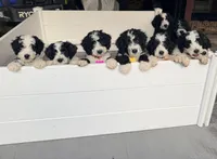 Black tag boy, a male Miniature Bernedoodle for sale in Seymour, IN – 8 of 8