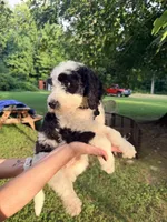 Black tag boy, a male Miniature Bernedoodle for sale in Seymour, IN – 7 of 8