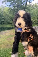 Blue boy , a male Miniature Bernedoodle for sale in Seymour, IN – 7 of 8