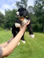 Yellow boy, a male Miniature Bernedoodle for sale in Seymour, IN – 3 of 7