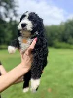 Yellow boy, a male Miniature Bernedoodle for sale in Seymour, IN – 1 of 7