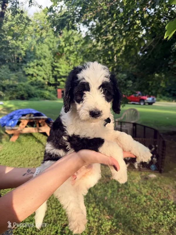 Black tag boy – Miniature Bernedoodle puppy for sale in Seymour, IN