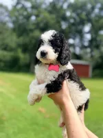 Red boy , a male Miniature Bernedoodle for sale in Seymour, IN – 4 of 8